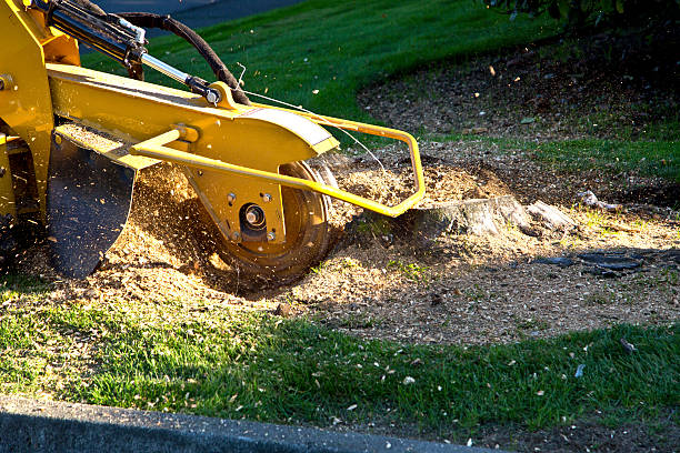 Best Weed Control  in Warrenvle, IL
