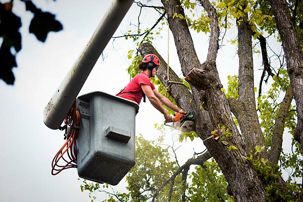 Best Tree Maintenance Programs  in Warrenvle, IL