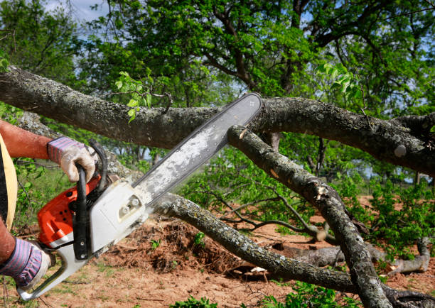 Best Utility Line Clearance  in Warrenvle, IL